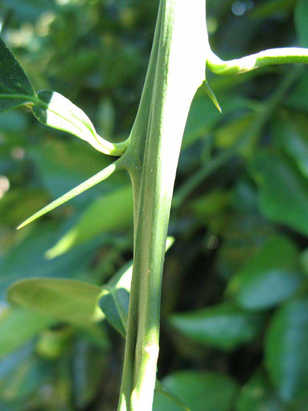            First year twig (Winter Haven, FL)   